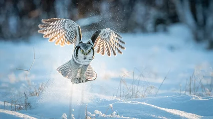 Papier Peint photo Harfang des neiges Northern Hawk owl (Surnia ulula) catching a mouse in minus 30 degrees celsius in Norway 