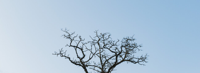 A lone leafless tree against a blue sky