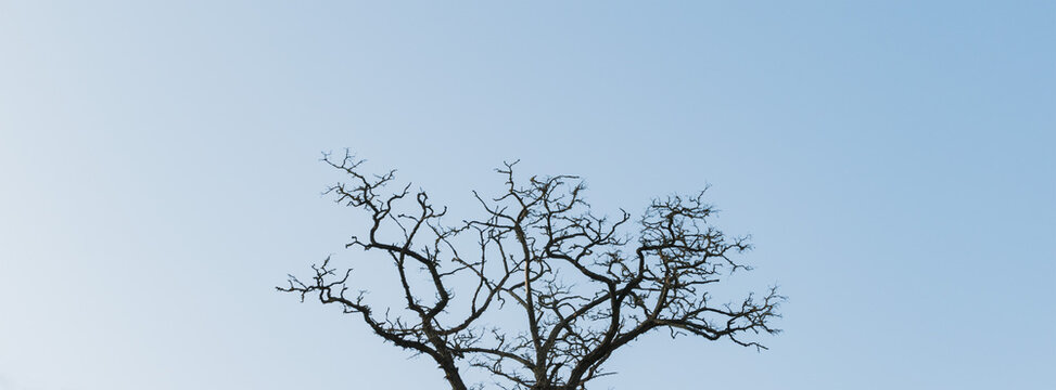A lone leafless tree against a blue sky