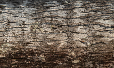 Jasne piękne drewniane tło, tekstura białego drzewa, pnia ze słojami. 