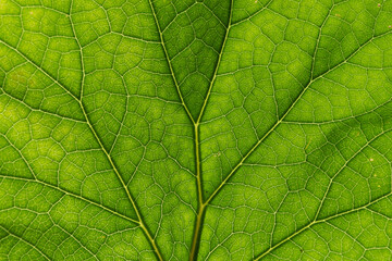 Naklejka na ściany i meble Detail of the backlit texture and pattern of a fig leaf plant, the veins form similar structure to a green tree