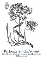 Perforate St John's-wort. Vector hand drawn plant. Medicinal plant sketch.