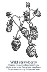 Wild strawberry. Vector hand drawn plant. Vintage medicinal plant sketch.