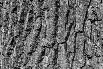 Light gray texture of rugged relief fractured bark wood of aged cork oak. Old rough grunge of uneven ridged hard dry crust surface. Deep cut grooved coated layer, convex ornate textured rustic design