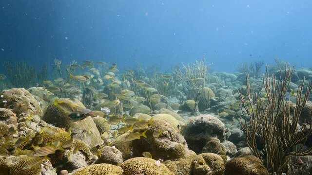 School of Grunts in coral reef of Caribbean Sea, Curacao