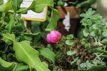Una planta de hojas rosas en un bosque de hojas verdes