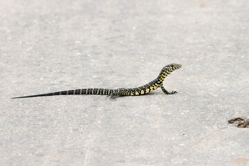 Kruger National Park: Monitor lizard