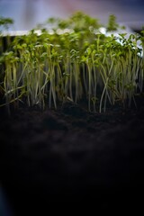 Fototapeta premium spring seedlings
