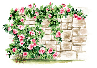 Fototapeta na wymiar Climbing roses on a stone wall background, Hand drawn watercolor illustration