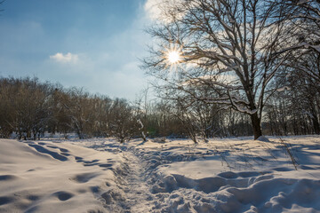 Sunny day in the frosty forest in the winter season. Landscape with forest and perfect sunlight with snow and clean sky. Beatuful contrast of snow shapes and shadows