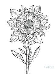 Sunflower isolated. Vector hand drawn artwork. Zentangle. Coloring book page for adult. Black and white. Vintage, retro style. Bohemian ethnic concept