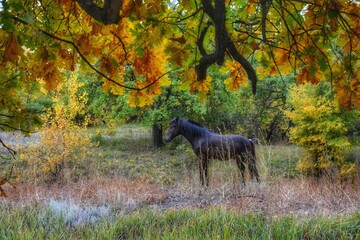 young horse in autumn colors