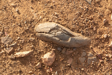 Tree root in arid and dry land in summer