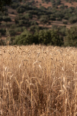 Dry cereal field ready for collection