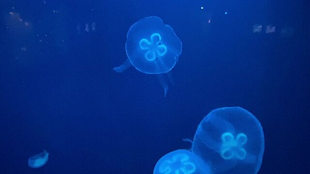 jellyfish aqualium