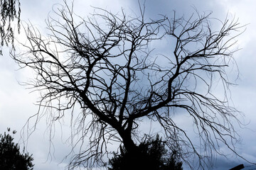 tree silhouette against sky