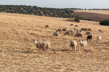 Sheep grazing in a dry cereal field