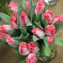 Fototapeta premium front top photography of isolated pink and white terry tulips (flower variety is Neglige)