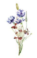 Watercolor bouquet of herbs and blue cornflowers on a white background