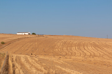 Fototapeta na wymiar Freshly picked dry cereal field in Andalusia