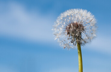 Dandelion blow flower on a blue sky background