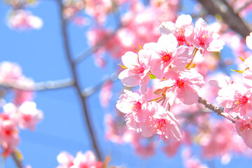 さくら 桜 ピンク サクラ 花 満開 美しい きれい 花見 穏やか 青空 入学