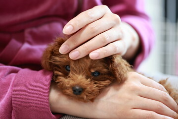 いぬ
犬
イヌ
ワンコ
わんこ
プードル
ティーカッププードル
トイプードル
手
飼い主の手
撫でられる
だっこ
抱っこ
眠い
