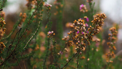 Fleurs de bruyère dans la forêt des Landes de Gascogne, en automne