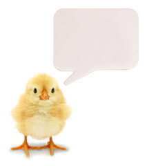 Cute chick with blank white speech balloon funny conceptual photo 