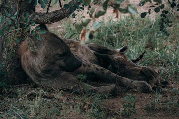 A mother hyena lying under a tree with her two baby hyenas