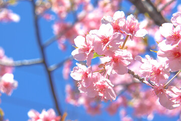 サクラ 桜 さくら 満開 花 春 花見 美しい かわいい 入学 ピンク 