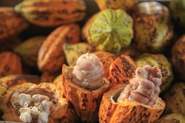 Raw cocoa pods and cocoa beans