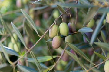 olives at their right point of maturity to be harvested and transformed into olive oil