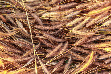 Flower grass background and sunset light