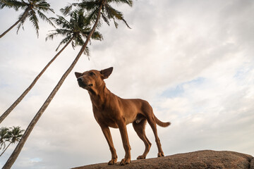 Dziki brązowy pies na wybrzeżu, stojący na skałach na tle oceanu. - obrazy, fototapety, plakaty