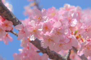 さくら 春 桜 サクラ ピンク 淡い かわいい 美しい きれい 花見 入学 卒業