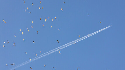 A flock of seagulls at low level with a controlling jet high above.