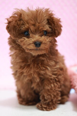 いぬ
犬
イヌ
プードル
ティーカッププードル
トイプードル
トイプー
ポートレート
おすまし
傾げる
お座り
