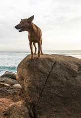 Dziki brązowy pies na wybrzeżu, stojący na skałach na tle oceanu.