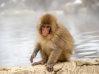 Japanese snow monkey sitting beside hot spring 3
