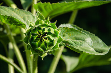 Bud sunflower close up spring background