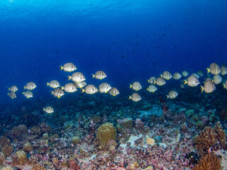 Naklejka na ściany i meble School of Whitespotted surgeonfish in a coral reef (Rangiroa, Tuamotu Islands, French Polynesia in 2012)