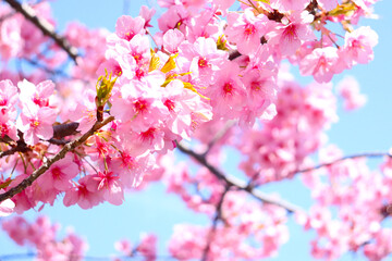 Obraz na płótnie Canvas 桜 サクラ さくら 満開 花 春 花見 美しい きれい かわいい 淡い 入学 