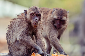 Adult monkeys eating mango fruits outdoors.