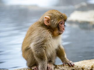 Young Japanese snow monkey beside hot spring 10