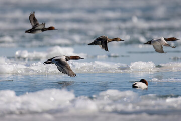 Fototapeta na wymiar canvasback ducks in flight over water and ice