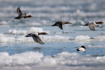 canvasback ducks in flight over water and ice