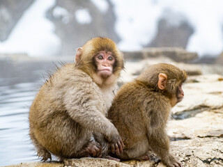 Japanese snow monkey sitting beside hot spring 11