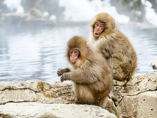 Japanese snow monkey sitting beside hot spring 9