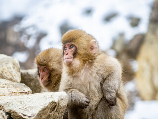 Japanese snow monkey sitting beside hot spring 15